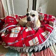 Chipie a rejoint le concours — aidez-le/la à gagner de superbes lots ! animal, blanket, calm, chihuahua, comfort, cozy, cute, dog, domestic, door, floor, fur, indoor, light, pet_bed, red_plaid, resting, small_dog, snug, wall