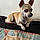 Chipie
