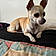 Chipie