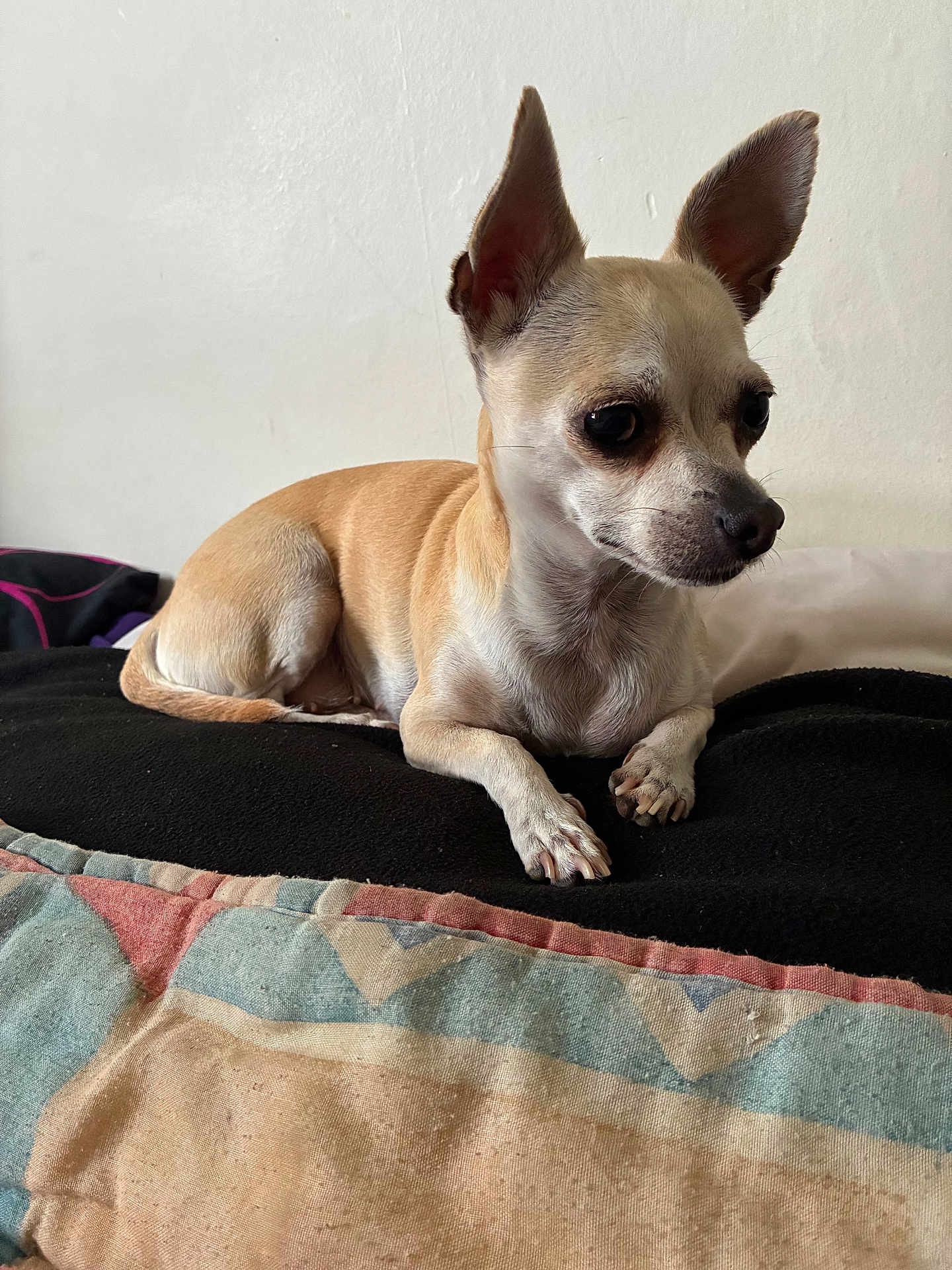 Chipie participe au concours pour gagner de l'argent avec cette photo : alert, animal, blanket, chihuahua, companion, cute, dog, domestic_animal, ears_up, fur, indoor, lying_down, paw, pet, quilt, resting, short_hair, side_view, small_dog, tan