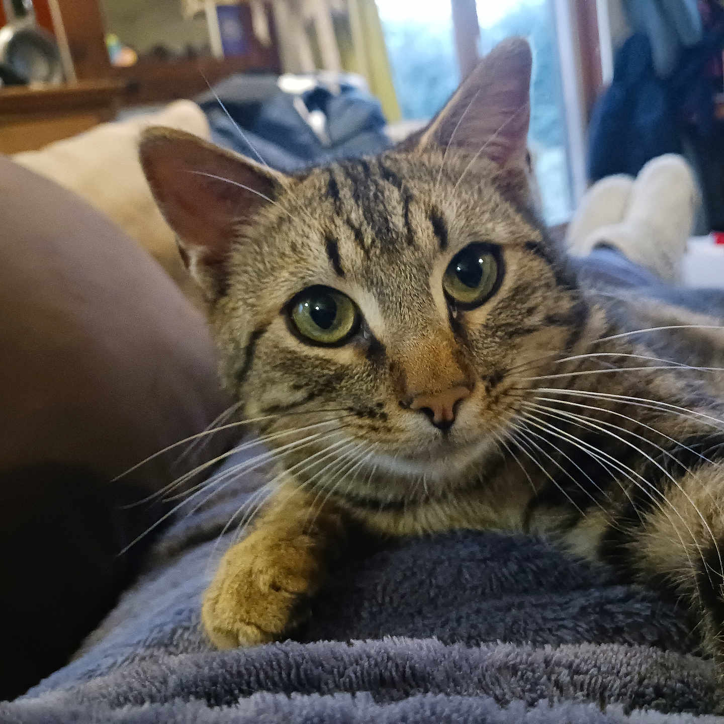 Pilou participe au concours pour gagner de l'argent avec cette photo : abyssinian, animal, architecture, armchair, blanket, building, cat, chair, couch, furniture, hardwood, homedecor, indoors, kitten, livingroom, manx, pet, room, shelf, wood