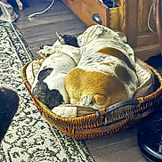 Lucy is registered to the contest to win money with this photo: dog, two_dogs, basket, bed, sleeping, cozy, indoor, wooden_floor, rug, furniture, brown_and_white, black_and_white, pet, animal, companion, resting, cute, snuggling, home, domestic
