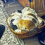 dog, two_dogs, basket, bed, sleeping, cozy, indoor, wooden_floor, rug, furniture, brown_and_white, black_and_white, pet, animal, companion, resting, cute, snuggling, home, domestic