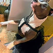 Kilo Gram is registered to the contest to win money with this photo: dog, tutu, black_and_white, indoor, floor, tile, pet, animal, curious, harness, playful, standing, side_view, domestic, furniture, blanket, home, canine, costume, cute