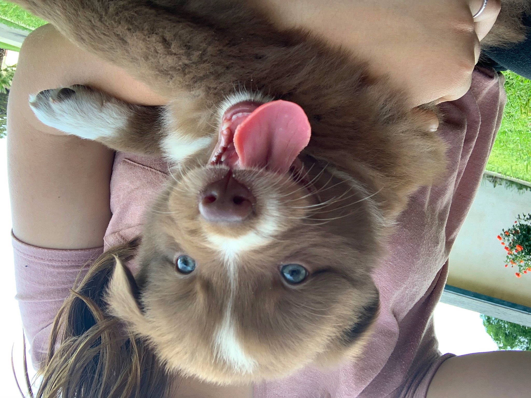 Bentley joined the competition — help win amazing prizes! carnivore, cat, ear, eye, felidae, fur, jaw, nose, organ, photography, selfie, snout, weimaraner, whiskers