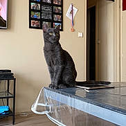 Kovu a rejoint le concours — aidez-le/la à gagner de superbes lots ! animal, cat, curious, domestic, doorway, electronics, floor, furniture, glass_cover, gray_cat, home, indoor, living_room, medal, pet, photo_collage, table, tablet, wall, wooden_floor