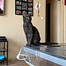 animal, cat, curious, domestic, doorway, electronics, floor, furniture, glass_cover, gray_cat, home, indoor, living_room, medal, pet, photo_collage, table, tablet, wall, wooden_floor