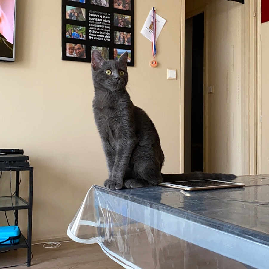 Kovu