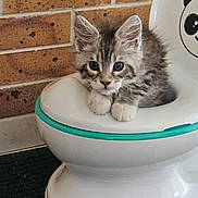Beeboo participe au concours pour gagner de l'argent avec cette photo : kitten, cat, pet, animal, cute, panda, potty_chair, brick_wall, indoor, fur, small, young, curious, floor_mat, adorable, whiskers, ears, paws, gray, white
