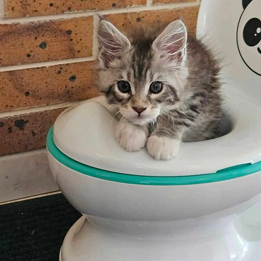 Beeboo participe au concours pour gagner de l'argent avec cette photo : kitten, cat, pet, animal, cute, panda, potty_chair, brick_wall, indoor, fur, small, young, curious, floor_mat, adorable, whiskers, ears, paws, gray, white