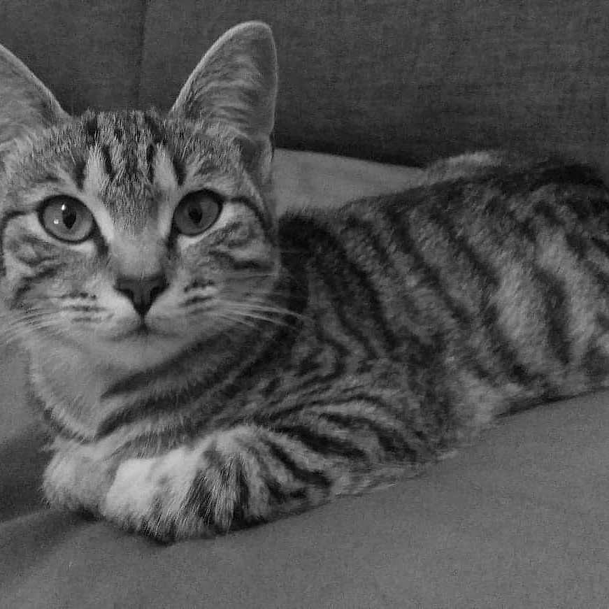 Odalysse a rejoint le concours — aidez-le/la à gagner de superbes lots ! american_shorthair, australian_mist, bengal, black_and_white, california_spangled, cat, cat_like_mammal, domestic_short_haired_cat, dragon_li, european_shorthair, fauna, mammal, monochrome, monochrome_photography, ocicat, small_to_medium_sized_cats, snout, tabby_cat, toyger, whiskers