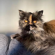Vodka participe au concours pour gagner de l'argent avec cette photo : cat, tortoiseshell, fluffy, amber_eyes, couch, indoor, pet, feline, fur, portrait, relaxed, animal, closeup, soft_light, texture, seated, whiskers, domestic_cat, mammal, resting