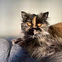 cat, tortoiseshell, fluffy, amber_eyes, couch, indoor, pet, feline, fur, portrait, relaxed, animal, closeup, soft_light, texture, seated, whiskers, domestic_cat, mammal, resting