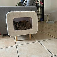 Vodka a rejoint le concours — aidez-le/la à gagner de superbes lots ! animal, cat, comfortable, couch, cozy, cute, decor, floor, fluffy, furniture, home, indoor, living_room, pet_house, quiet, relaxing, resting, shelf, small_space, tile