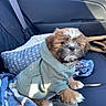 accessory, backseat, blanket, brown_and_white, car_interior, companion, cozy, cute, dog, fluffy, hoodie, leather_seat, pet_clothing, pillow, portrait, puppy, seatbelt, sitting, small_dog, window_light