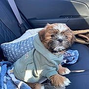 Chewie is registered to the contest to win money with this photo: accessory, backseat, blanket, brown_and_white, car_interior, companion, cozy, cute, dog, fluffy, hoodie, leather_seat, pet_clothing, pillow, portrait, puppy, seatbelt, sitting, small_dog, window_light