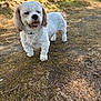 Ipso a rejoint le concours — aidez-le/la à gagner de superbes lots ! animal, canine, curly_fur, daylight, dirt_path, dog, ears, fur_texture, grass, grass_patch, happy, nature, outdoor, pet, small_dog, standing, sunlight, tongue, walking_path, white_dog