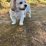 Ipso a rejoint le concours — aidez-le/la à gagner de superbes lots ! animal, canine, collar, curious, daylight, dog, ears, fur, grass, ground, hill, moss, nature, outdoor, pet, side_view, small_dog, standing, sunlight, white_dog