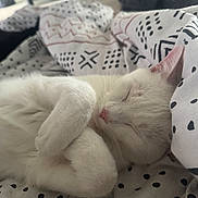 Yuki a rejoint le concours — aidez-le/la à gagner de superbes lots ! cat, white_cat, sleeping, cozy, blanket, indoor, pet, fur, cute, resting, animal, whiskers, pink_nose, closed_eyes, soft, domestic_cat, relaxed, bed, comfort, nap