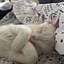cat, white_cat, sleeping, cozy, blanket, indoor, pet, fur, cute, resting, animal, whiskers, pink_nose, closed_eyes, soft, domestic_cat, relaxed, bed, comfort, nap