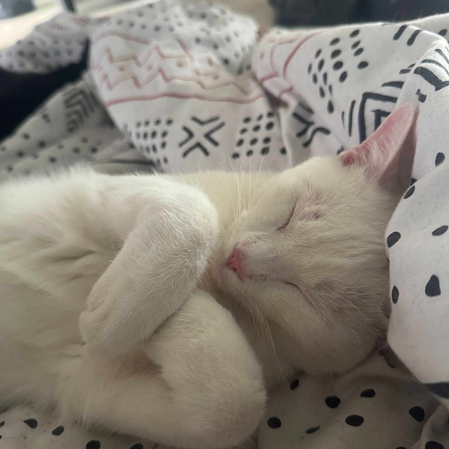 Yuki a rejoint le concours — aidez-le/la à gagner de superbes lots ! animal, bed, blanket, cat, closed_eyes, comfort, cozy, cute, domestic_cat, fur, indoor, nap, pet, pink_nose, relaxed, resting, sleeping, soft, whiskers, white_cat