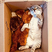 Bianca participe au concours pour gagner de l'argent avec cette photo : cat, kitten, cardboard_box, stuffed_animal, brown, feline, cute, pet, relaxed, snuggle, indoor, animal, small, fur, paws, sleepy, cozy, resting, domestic, companion