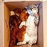 cat, kitten, cardboard_box, stuffed_animal, brown, feline, cute, pet, relaxed, snuggle, indoor, animal, small, fur, paws, sleepy, cozy, resting, domestic, companion