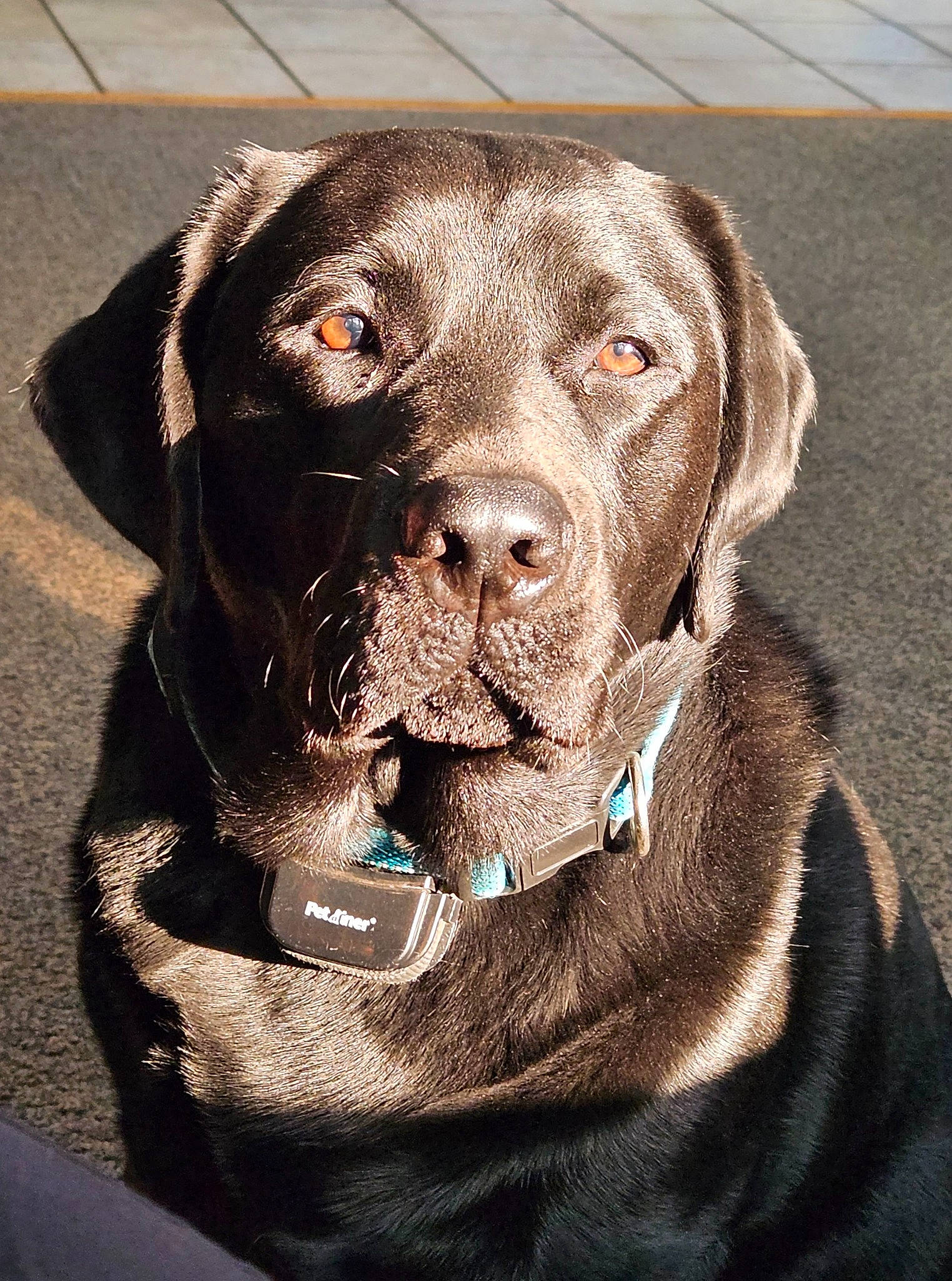 Sullivan is registered to the contest to win money with this photo: borador, carnivore, collar, companion_dog, dog, dog_breed, dog_collar, fur, gun_dog, hunting_dog, liver, pet_supply, snout, sporting_group, working_animal