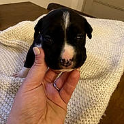 Salmon Vanessa participe au concours pour gagner de l'argent avec cette photo : puppy, dog, black_and_white, pet, animal, close_up, portrait, hand, fingers, cozy, blanket, knitted, indoor, home, wooden_floor, door, cute, young_animal, facial_markings, snout