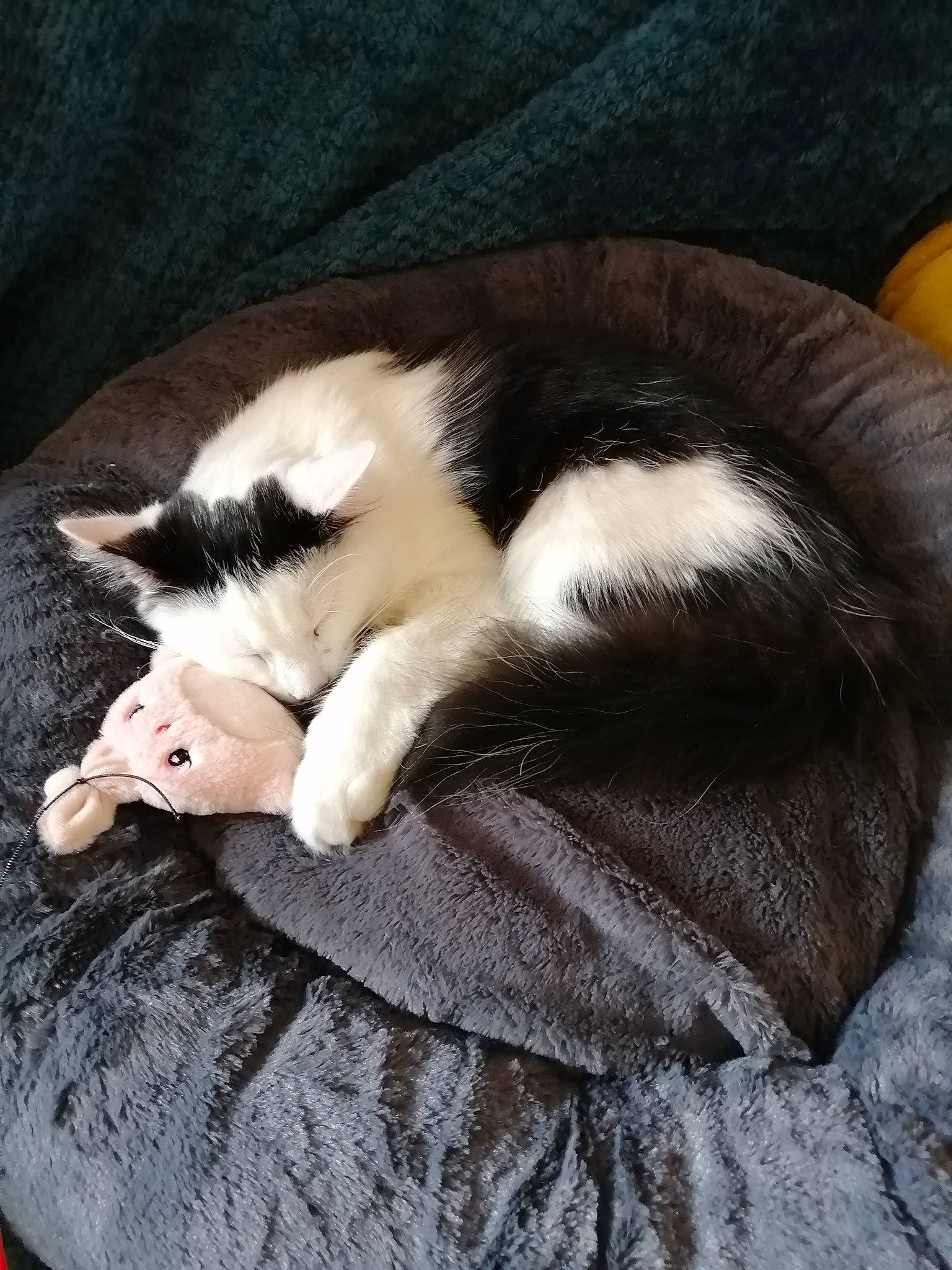 Cheshire is registered to the contest to win money with this photo: canidae, carnivore, cat, cat_supply, claw, comfort, dog_breed, domestic_short_haired_cat, felidae, fur, linens, nap, paw, sleep, small_to_medium_sized_cats, tail, whiskers