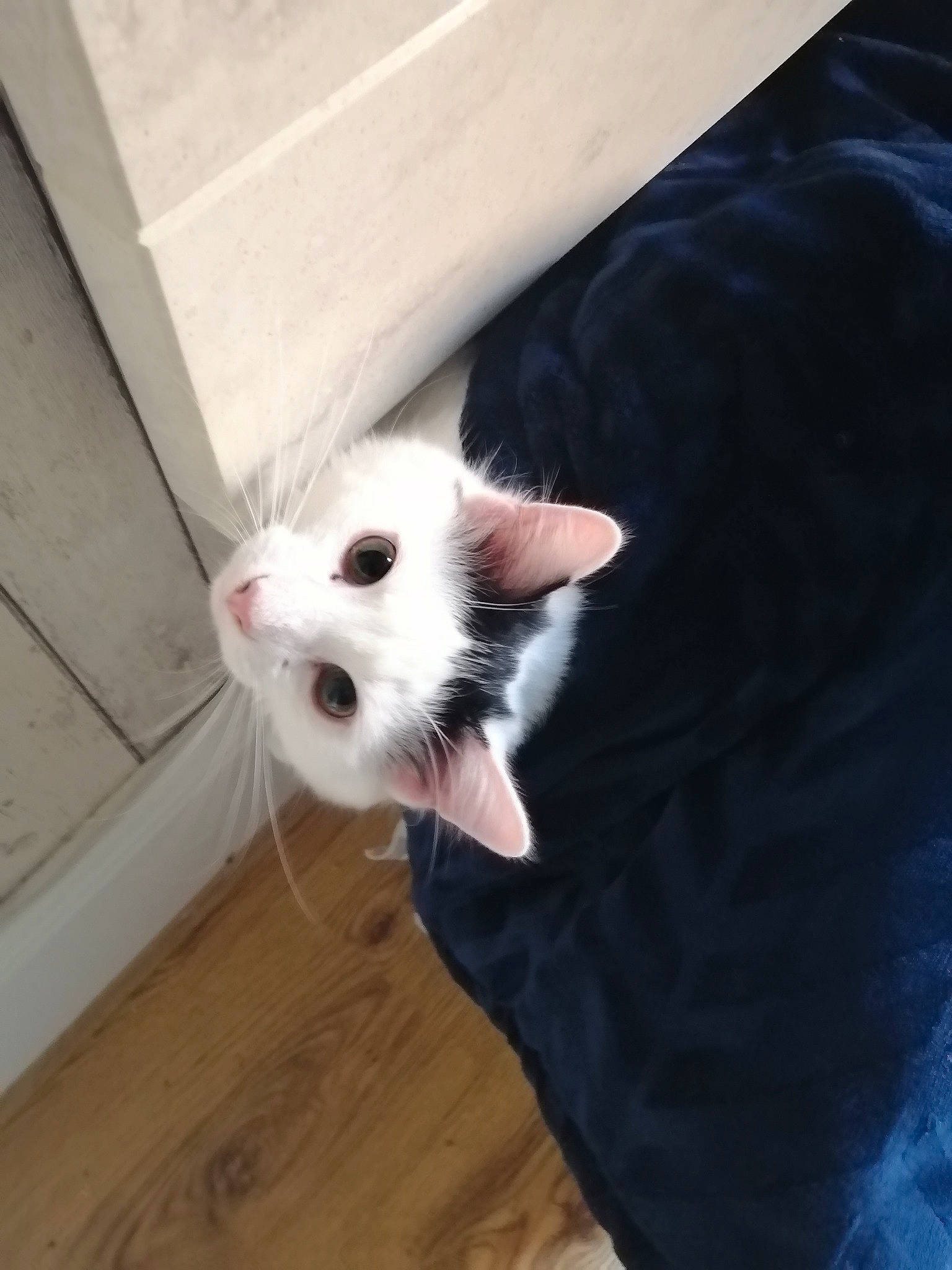 Cheshire joined the competition — help win amazing prizes! canidae, carnivore, cat, comfort, companion_dog, dog_breed, domestic_short_haired_cat, fawn, felidae, flooring, fur, hardwood, mammal, paw, small_to_medium_sized_cats, snout, tail, vertebrate, whiskers, wood