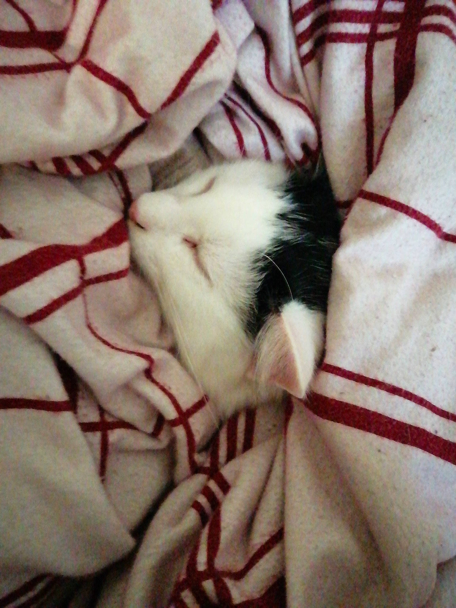 Cheshire joined the competition — help win amazing prizes! bed_sheet, bedding, canidae, carmine, carnivore, cat, comfort, companion_dog, fawn, felidae, fur, linens, monochrome, nap, pattern, paw, small_to_medium_sized_cats, sporting_group, tail, whiskers