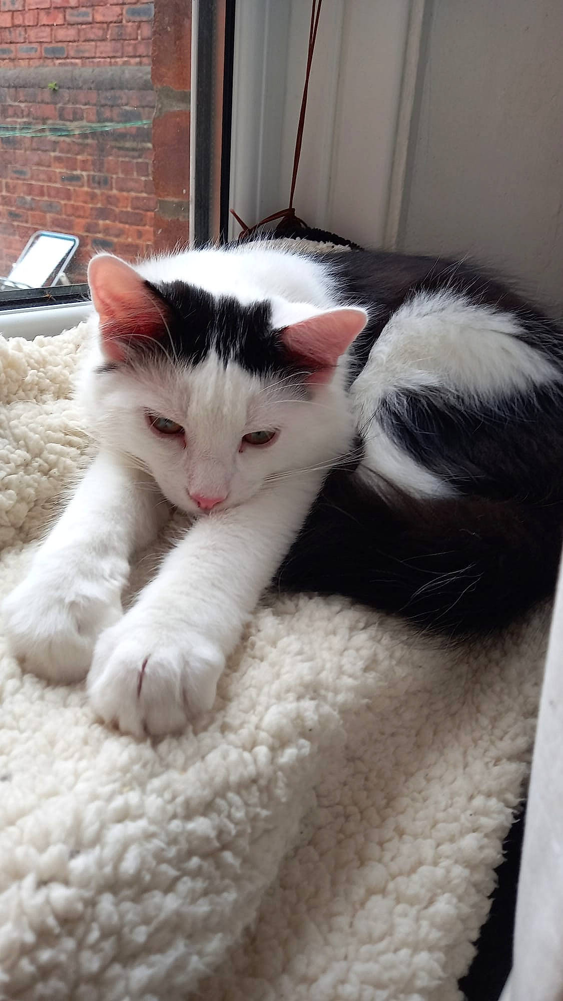 Cheshire is registered to the contest to win money with this photo: carnivore, cat, claw, comfort, domestic_short_haired_cat, felidae, flooring, foot, fur, paw, small_to_medium_sized_cats, snout, tail, whiskers, window