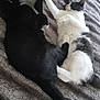 cat, cats, black_cat, white_cat, blanket, bed, fur, paws, lying_down, resting, sleeping, cozy, indoor, pets, animal, tail, cuddle, pair, cute, companion