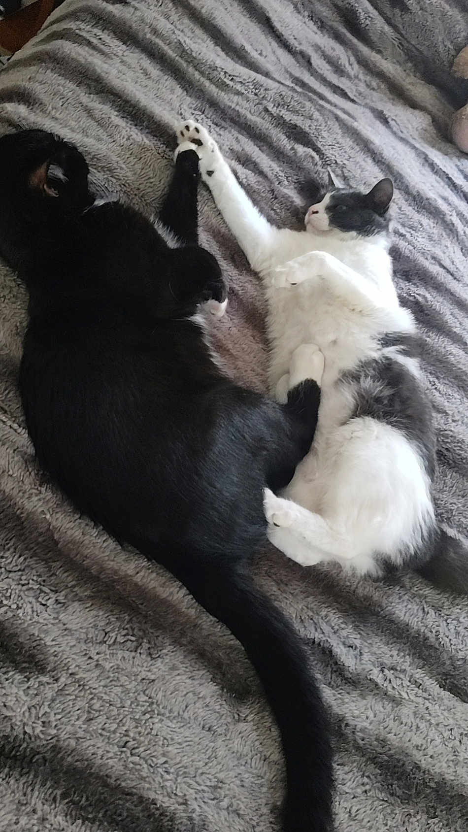 Pepper is registered to the contest to win money with this photo: cat, cats, black_cat, white_cat, blanket, bed, fur, paws, lying_down, resting, sleeping, cozy, indoor, pets, animal, tail, cuddle, pair, cute, companion