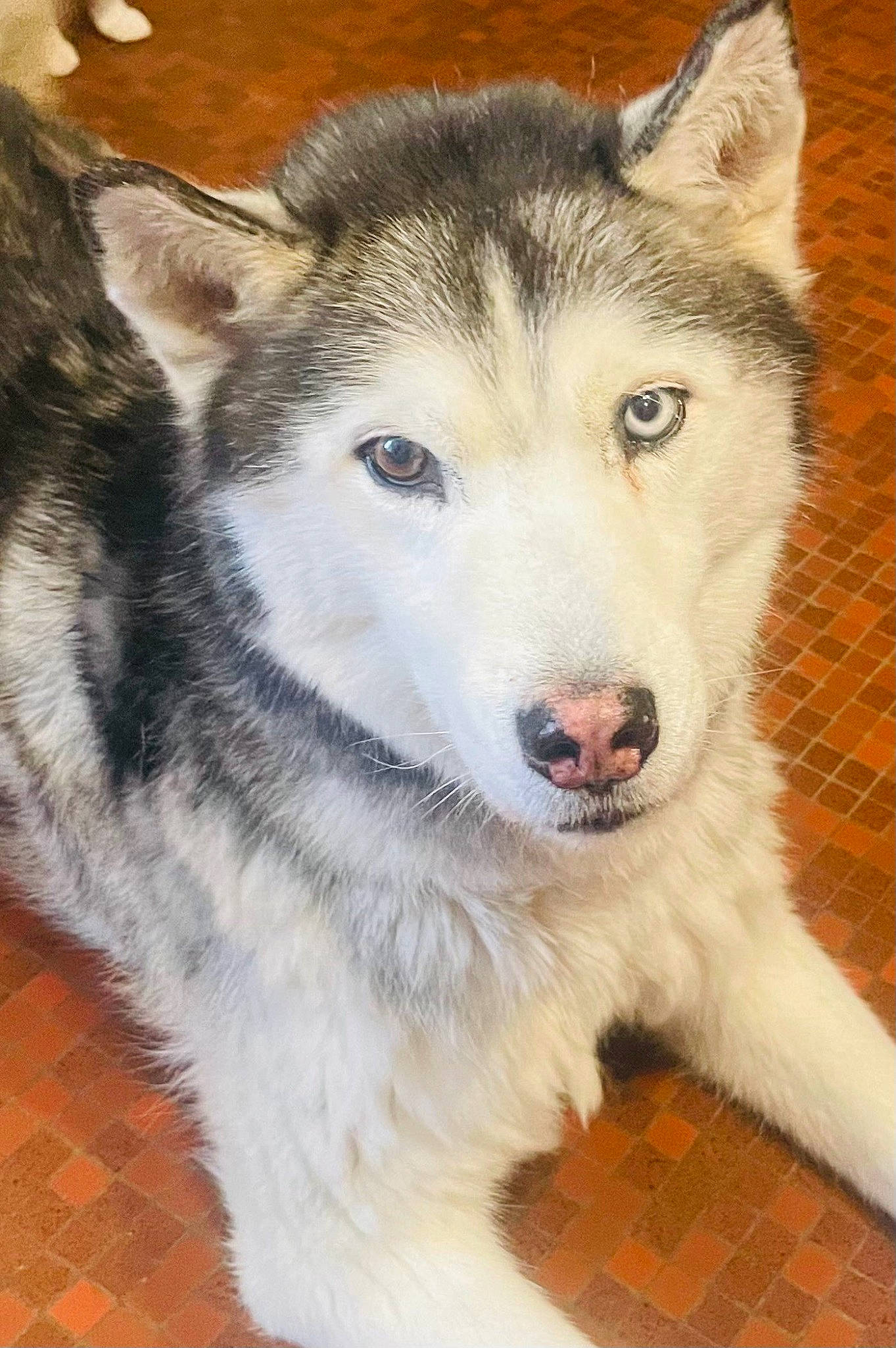 Iron participe au concours pour gagner de l'argent avec cette photo : ancient_dog_breeds, canidae, carnivore, dog, dog_breed, fur, siberian_husky, sled_dog, snout, sporting_group, terrestrial_animal, whiskers, wildlife, wolf, working_animal, working_dog