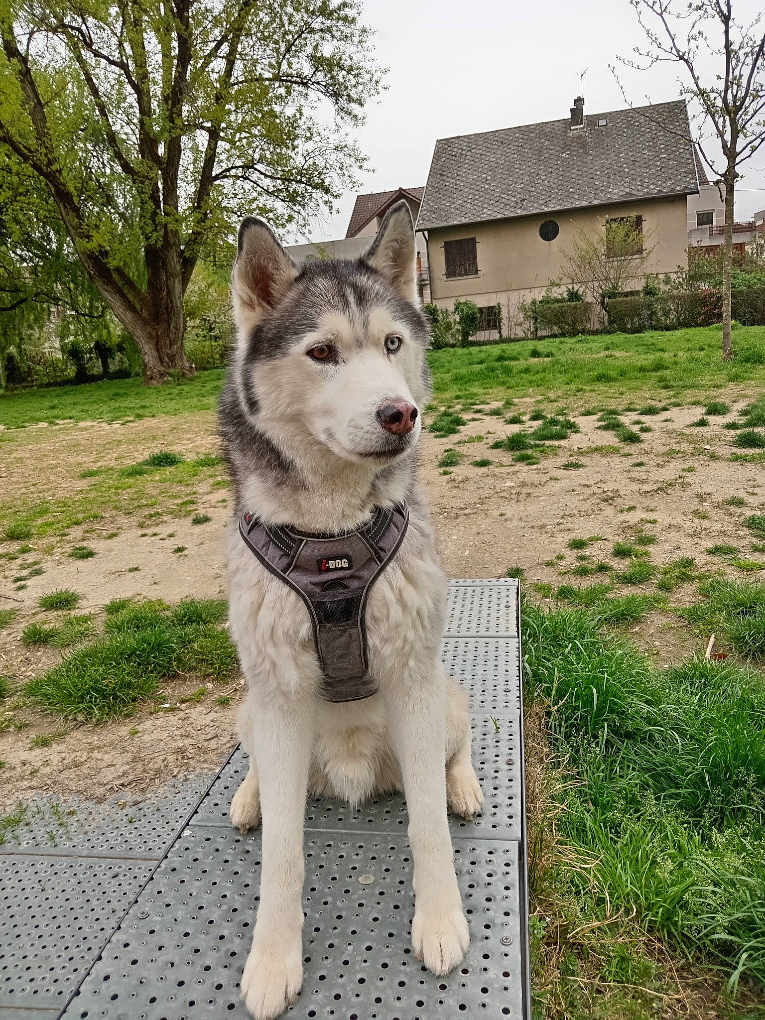 Iron a rejoint le concours — aidez-le/la à gagner de superbes lots ! canidae, canis, carnivore, collar, companion_dog, dog, dog_breed, dog_collar, fawn, leash, plant, sky, sled_dog, snout, sporting_group, tail, tree, window, wolf, working_animal