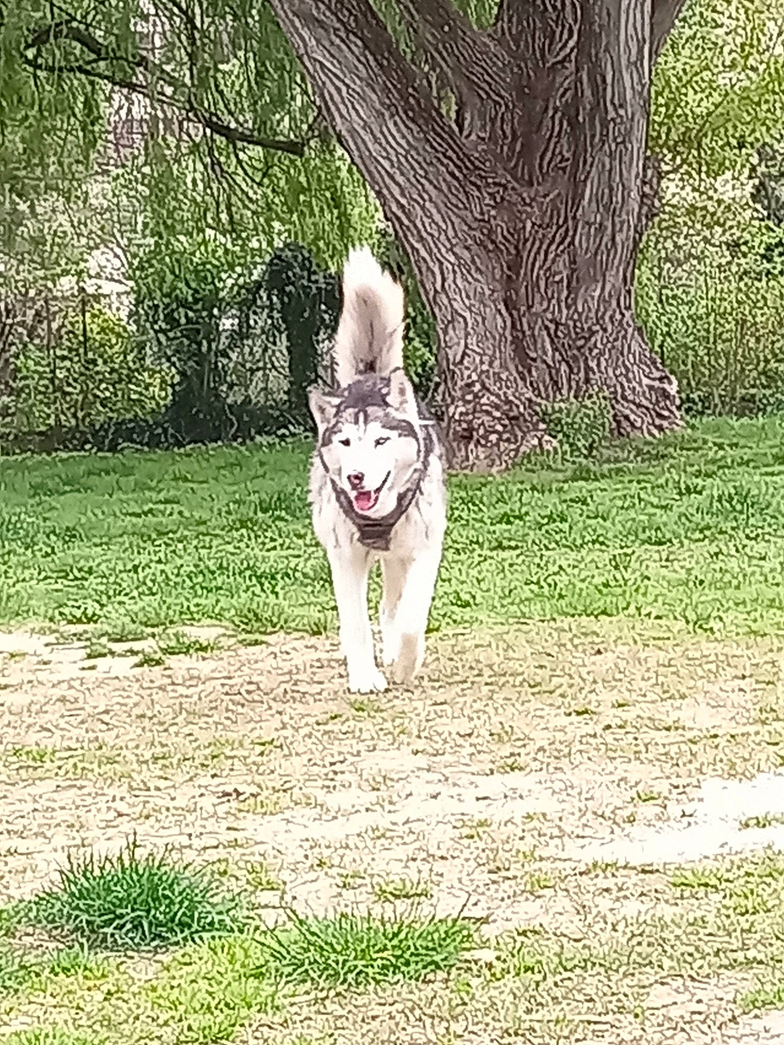 Iron a rejoint le concours — aidez-le/la à gagner de superbes lots ! canidae, carnivore, companion_dog, dog, dog_breed, fawn, felidae, grass, leash, leisure, plant, recreation, sitting, snout, sporting_group, tail, tree, trunk, working_animal, working_dog