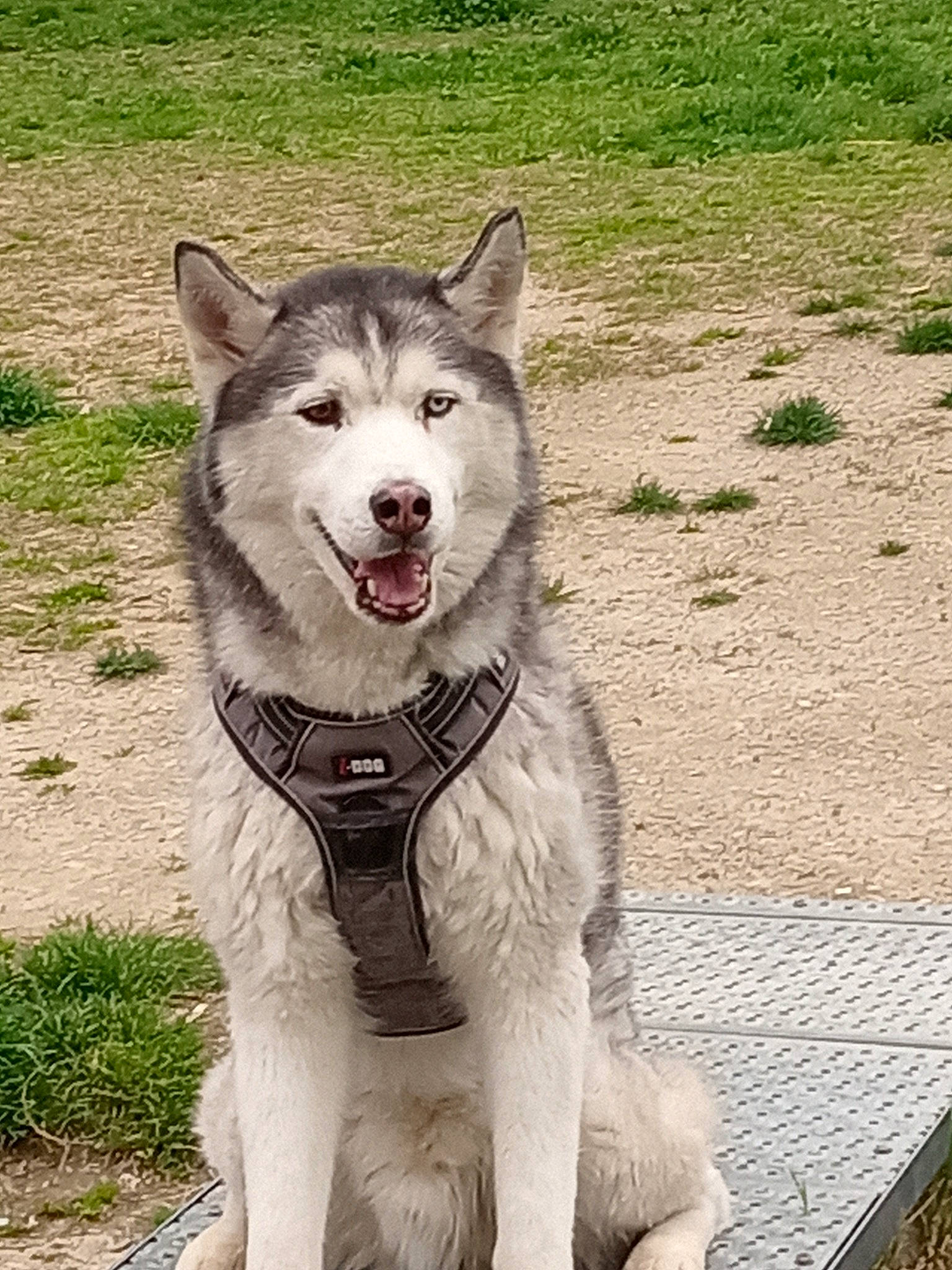 Iron a rejoint le concours — aidez-le/la à gagner de superbes lots ! ancient_dog_breeds, canidae, canis, carnivore, collar, companion_dog, dog, dog_breed, fang, jaw, snout, sporting_group, terrestrial_animal, working_animal, working_dog