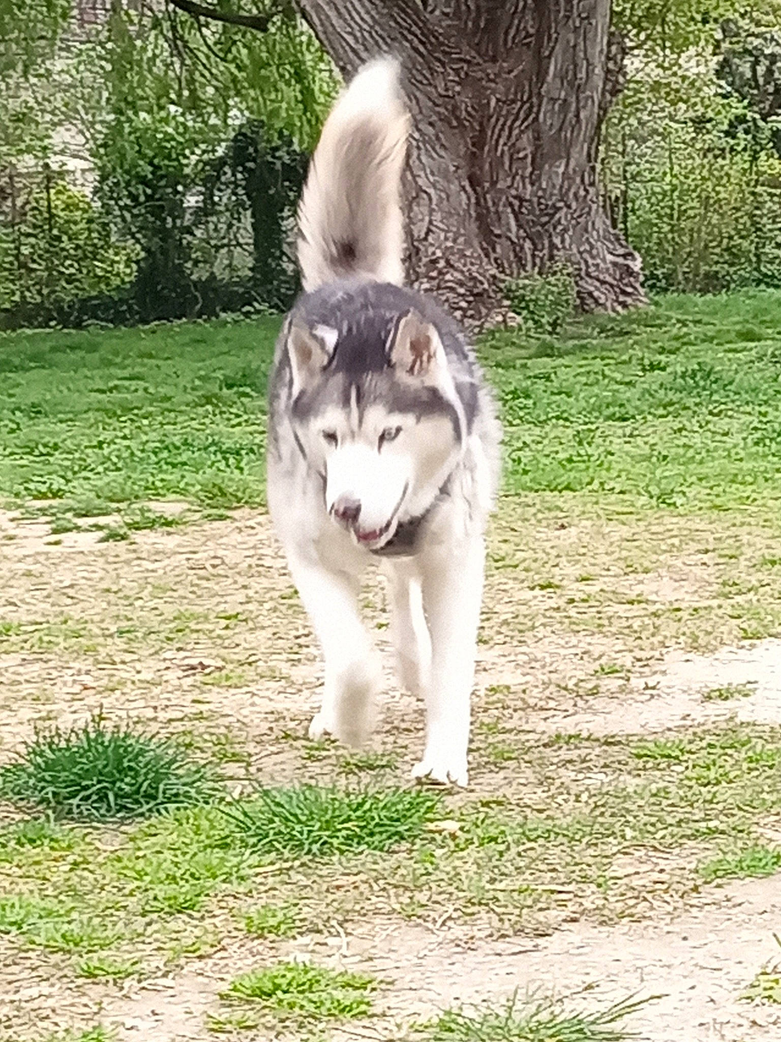 Iron a rejoint le concours — aidez-le/la à gagner de superbes lots ! canidae, carnivore, companion_dog, dog, dog_breed, felidae, fur, grass, plant, siberian_husky, sled_dog, small_to_medium_sized_cats, snout, sporting_group, tail, terrestrial_animal, tree, whiskers, wildlife, working_dog