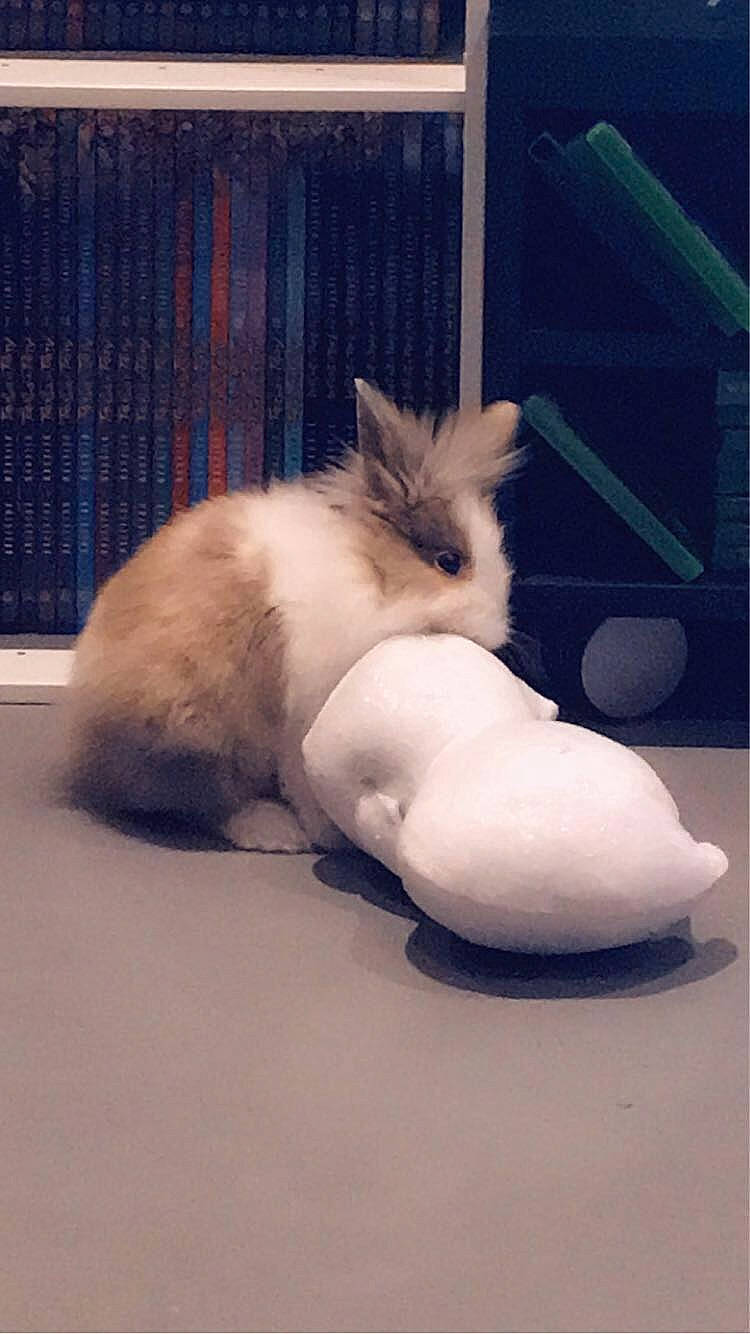 Stich participe au concours pour gagner de l'argent avec cette photo : angora_rabbit, balinese, birman, carnivore, cat, domestic_rabbit, fawn, felidae, paw, rabbit, rabbits_and_hares, ragdoll, small_to_medium_sized_cats, tail, whiskers