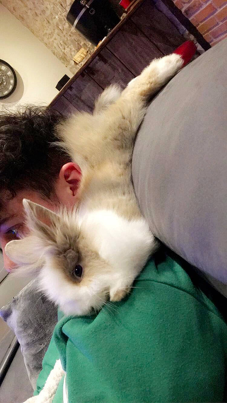 Stich a rejoint le concours — aidez-le/la à gagner de superbes lots ! angora_rabbit, cat, domestic_rabbit, ear, felidae, fur, rabbit, rabbits_and_hares, ragdoll, small_to_medium_sized_cats, whiskers