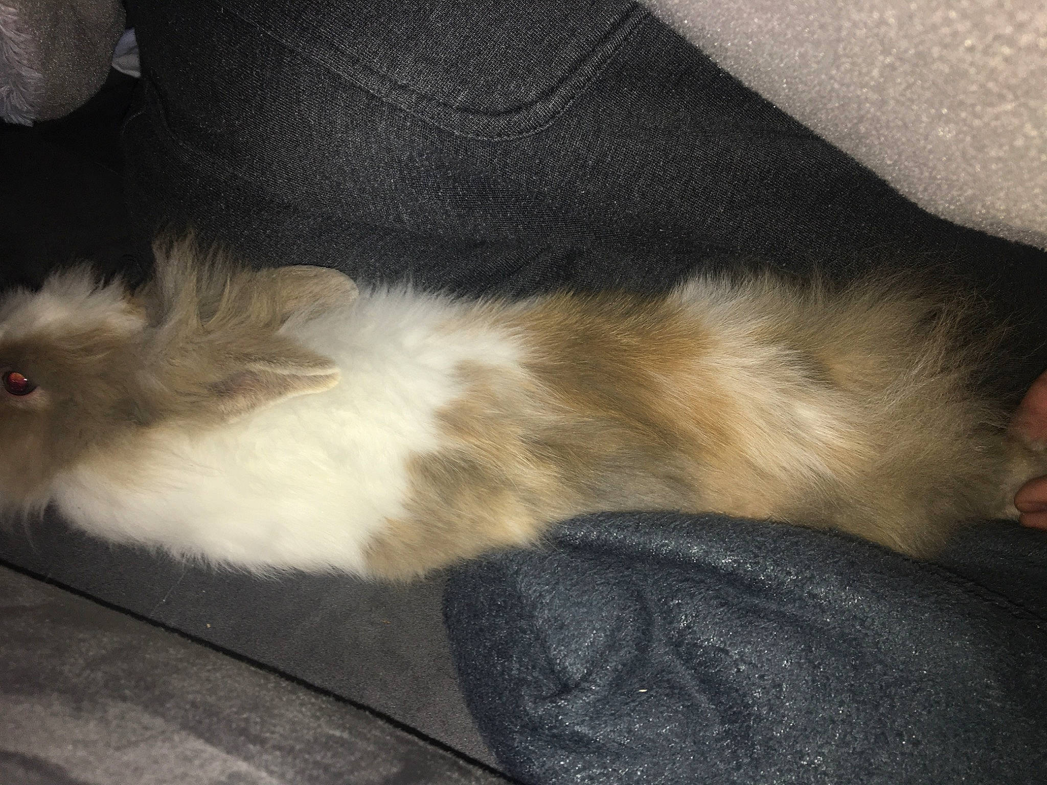 Stich participe au concours pour gagner de l'argent avec cette photo : canidae, carnivore, cat, domestic_long_haired_cat, fawn, felidae, fur, tail