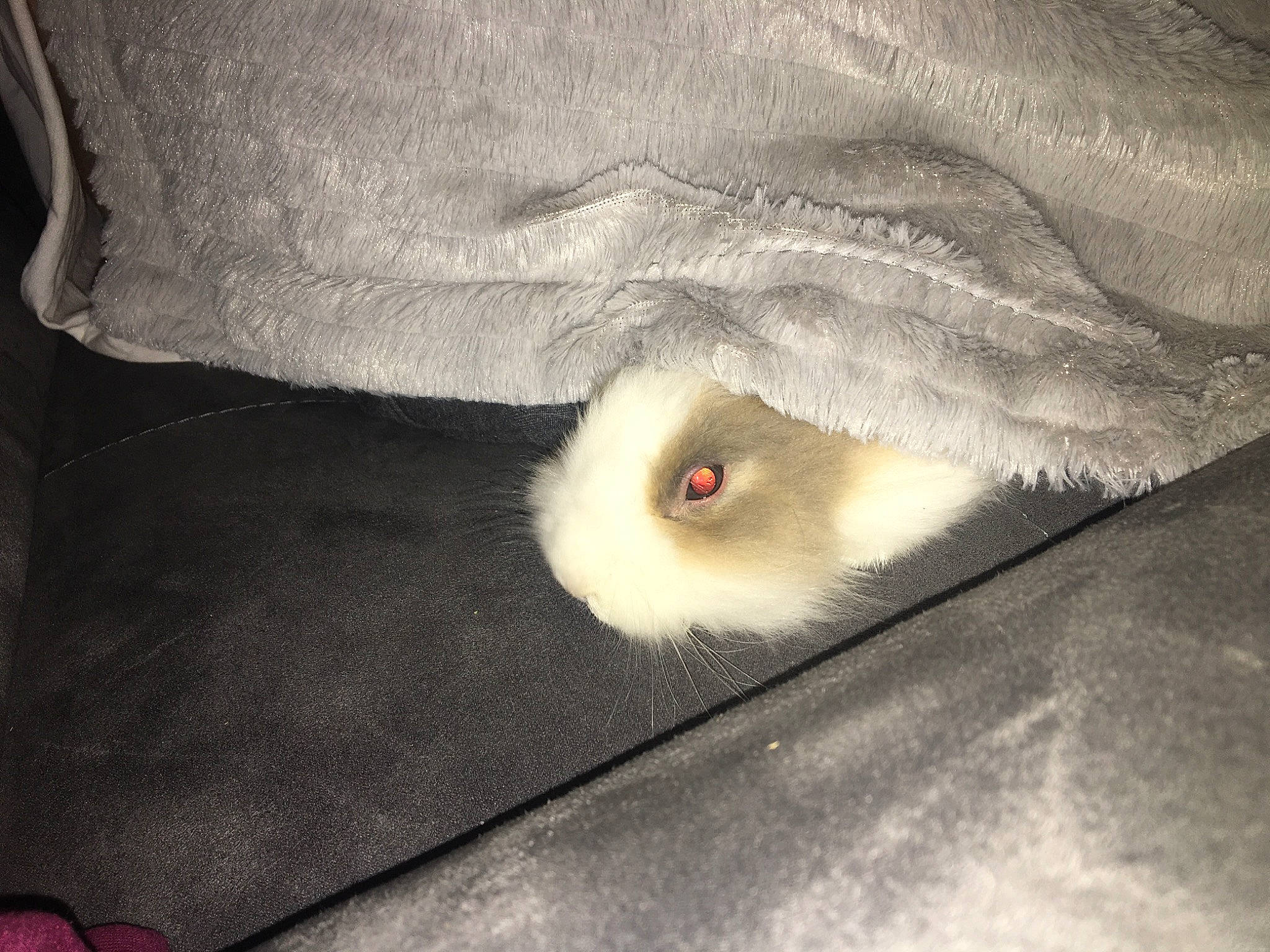 Stich participe au concours pour gagner de l'argent avec cette photo : canidae, cat, fur