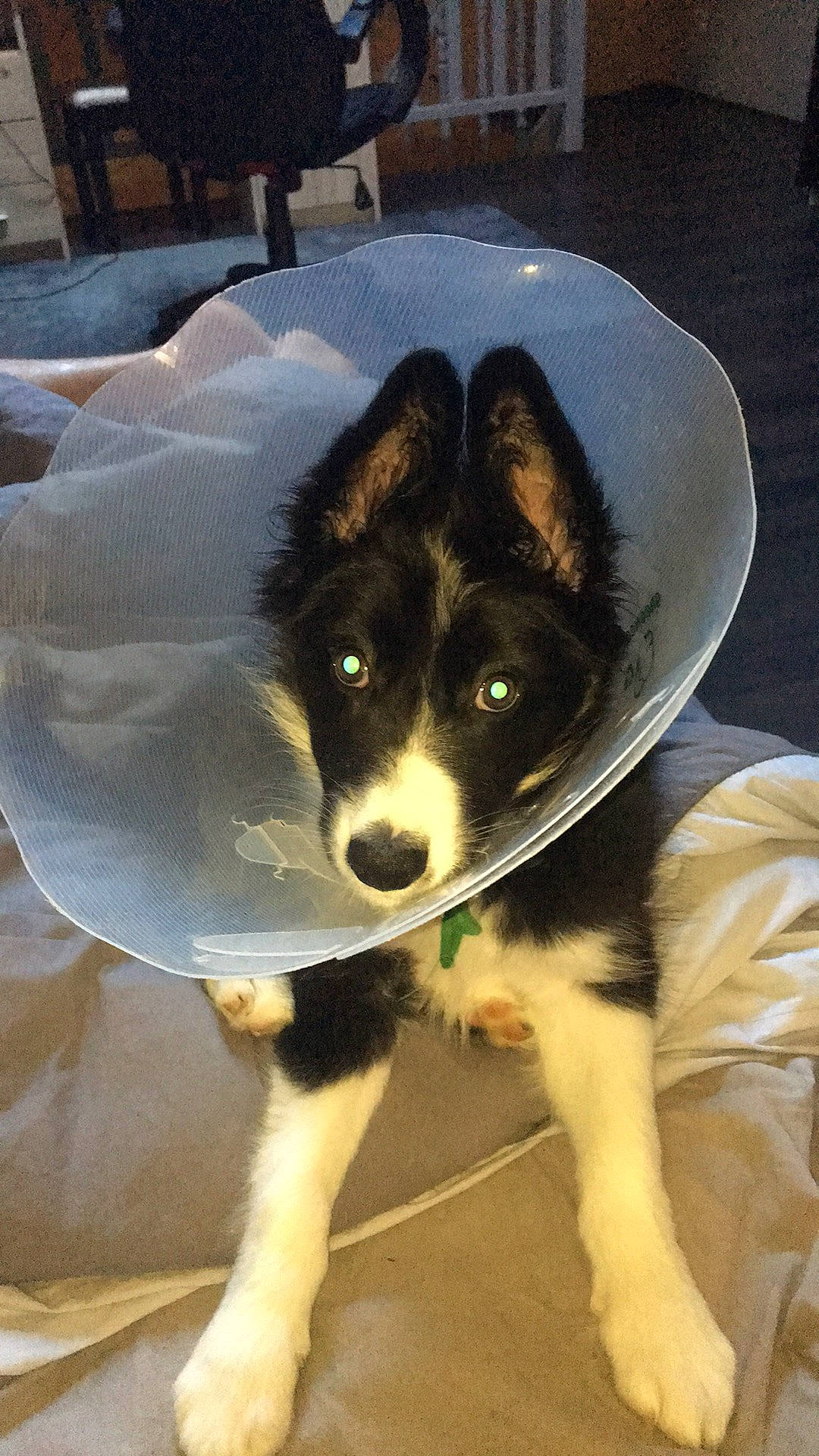 Tali participe au concours pour gagner de l'argent avec cette photo : australian_collie, border_collie, canidae, carnivore, chair, collie, companion_dog, dog, dog_breed, fur, herding_dog, non_sporting_group, paw, puppy, snout, sporting_group, tail, whiskers, working_animal, working_dog