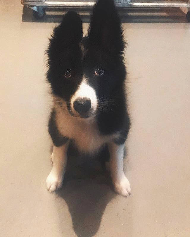 Tali participe au concours pour gagner de l'argent avec cette photo : ancient_dog_breeds, australian_collie, border_collie, canidae, carnivore, companion_dog, dog, dog_breed, flooring, fur, herding_dog, non_sporting_group, sporting_group, tail, terrestrial_animal, toy_dog, whiskers, working_animal, working_dog