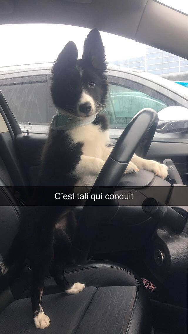 Tali a rejoint le concours — aidez-le/la à gagner de superbes lots ! automotive_design, automotive_exterior, automotive_lighting, automotive_mirror, car, car_seat, car_seat_cover, carnivore, companion_dog, dog, head_restraint, hood, mammal, mode_of_transport, motor_vehicle, personal_luxury_car, steering_wheel, tints_and_shades, vehicle, vehicle_door