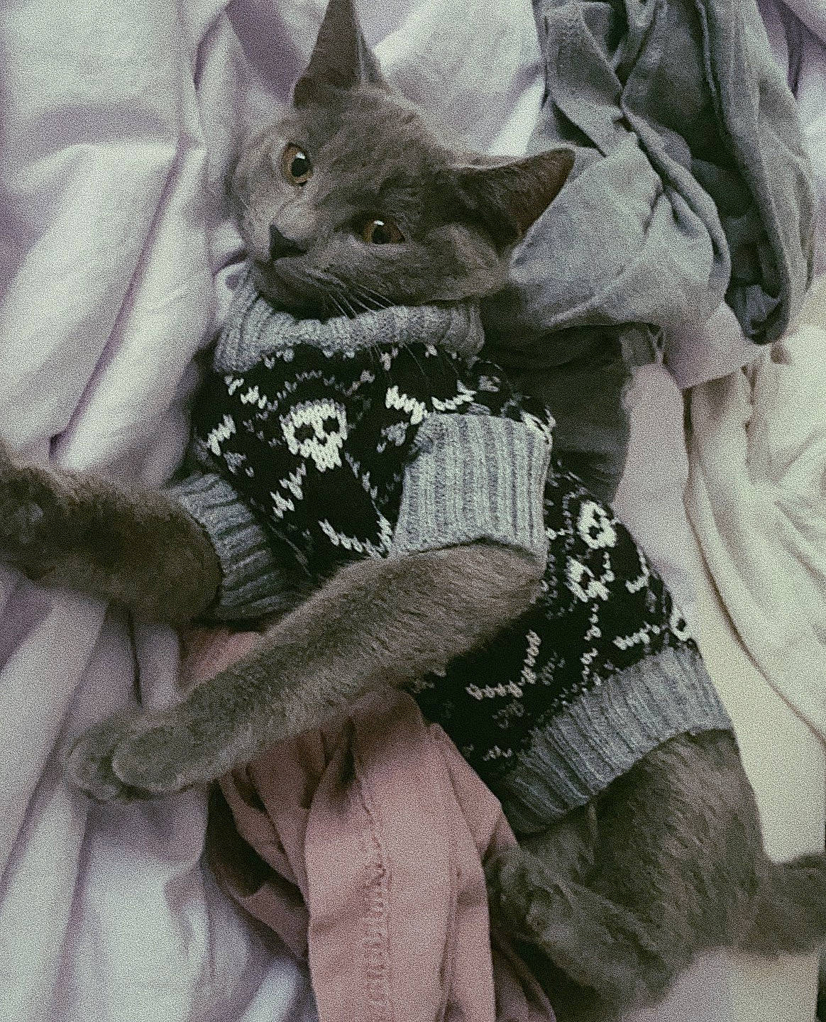 Umi is registered to the contest to win money with this photo: art, baby_toddler_clothing, bag, carnivore, cat, comfort, domestic_short_haired_cat, electric_blue, fashion_accessory, felidae, fur, grey, linens, pattern, sleeve, small_to_medium_sized_cats, textile, top, visual_arts, whiskers