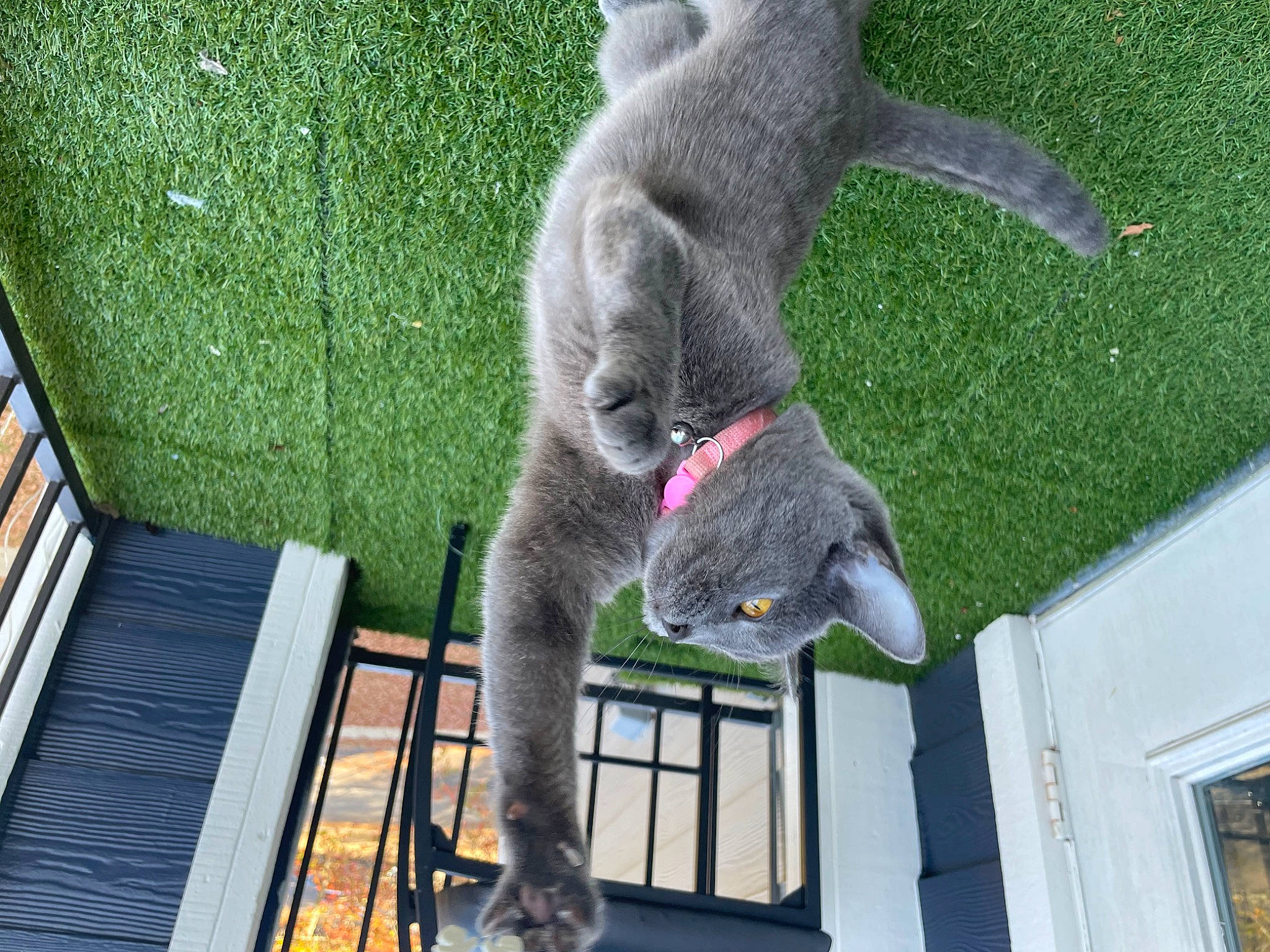 Umi joined the competition — help win amazing prizes! felidae, grass, groundcover, koala, marsupial, plant, tail, terrestrial_animal, tree, wildlife, window, wood