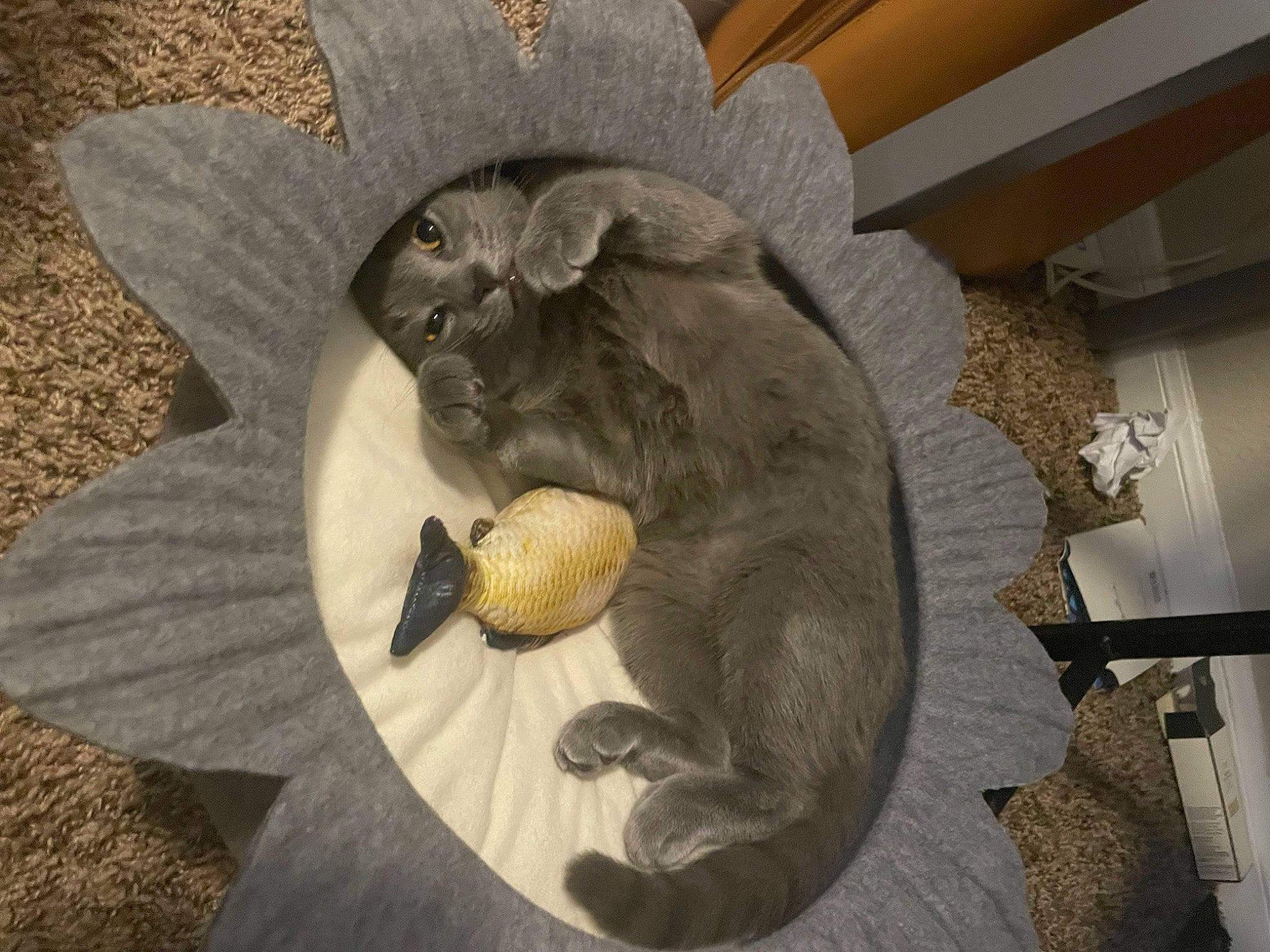 Umi joined the competition — help win amazing prizes! art, artifact, carnivore, cat, cat_bed, cat_supply, comfort, domestic_short_haired_cat, fawn, felidae, fish, fur, grey, paw, reptile, russian_blue, small_to_medium_sized_cats, snout, tail, whiskers